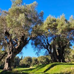 Jahrhunderte alten Olivenbäume ...