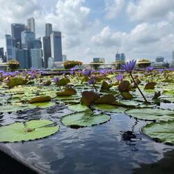 Außenbereich Art Science Museum