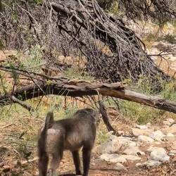 Lässt Ihr uns durch?