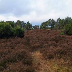 Vielleicht doch ein Hügelgrab oder nur eine Erhebung?