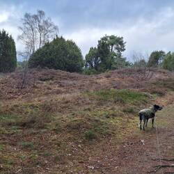 Hügelgräberfeld in der Heide