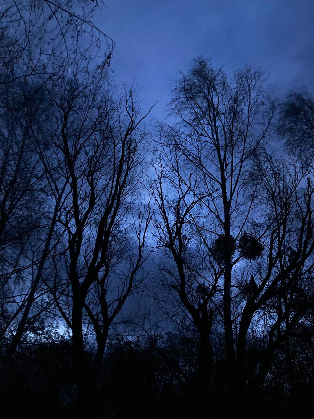 Vom camp spot zurück durch Gestrüpp und Brombeeren zurück zum Trail
