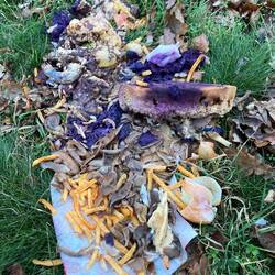 Hab Hunger, aber bin noch nicht bereit für "roadkill"🤪