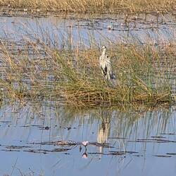 We enter the Delta of the Senegal river with it's incredible birdlife