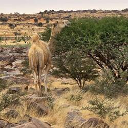 As we head south the landscape slowly changes into Sahel savanna
