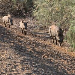 A warthog family