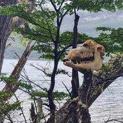 Kurz vor dem Ende des Pfades an der chilenischen Grenze