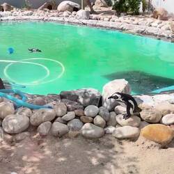 Sorry, aber unsere Nichte wünscht sich 🐧Videos 🤷‍♀️