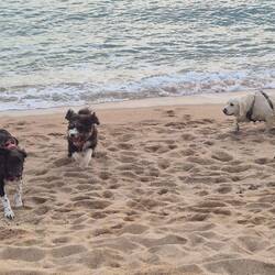 ...und Hundestrandspielplatz.