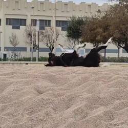 Der Strand ist super 🐕