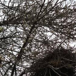 In Blanes. Mönchssittiche bauen riesige Gemeinschaftsnester, bis zu 200kg schwer.