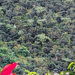 In den Kaffeeplantagen, alles Handarbeit such den Pflücker