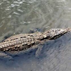 Wir haben nur eins gesehen. Vielleicht ist es aus Plastik, extra für die Touristen