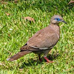 Peruvian Dove