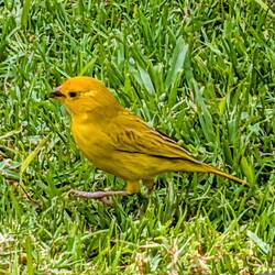 Saffron Finch
