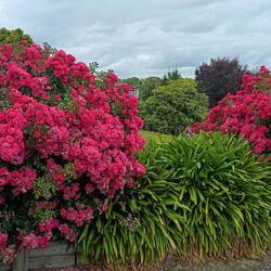 Bouquets a Kaitangata
