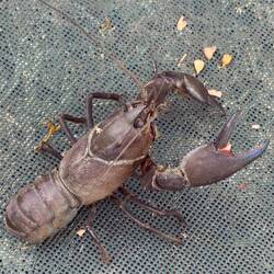 Verirrter Flußbewohner - Delikatesse "Kingston Yabbie" aus dem Murray