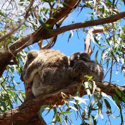 Baby Koala