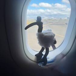 Bin Chicken ist jetzt auch dabei 🥰