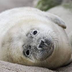 Dick, rund und gesund😍