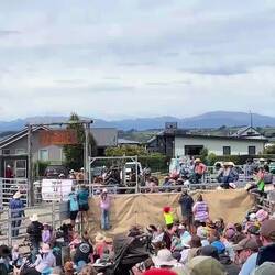 Ziel beim Stier Wrestling ist es, den kleinen Stier mit bloßen Händen zu Boden zu ringen