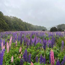 Im Fjordland haben sich Lupinen stark verbreitet. Sehr schön, aber nicht heimisch.