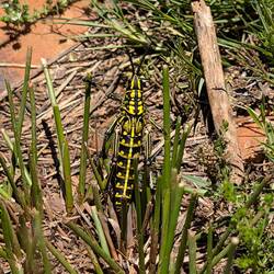 Eleganter Grasshüpfer