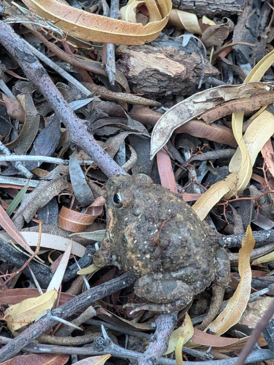 Besuch am Morgen (1)