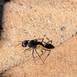 Wüstenameise (ca. 1cm lang)