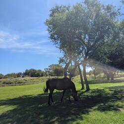 Da steht ein Pferd auf der Wiese...