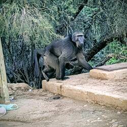 Ich bin unschuldig 😇