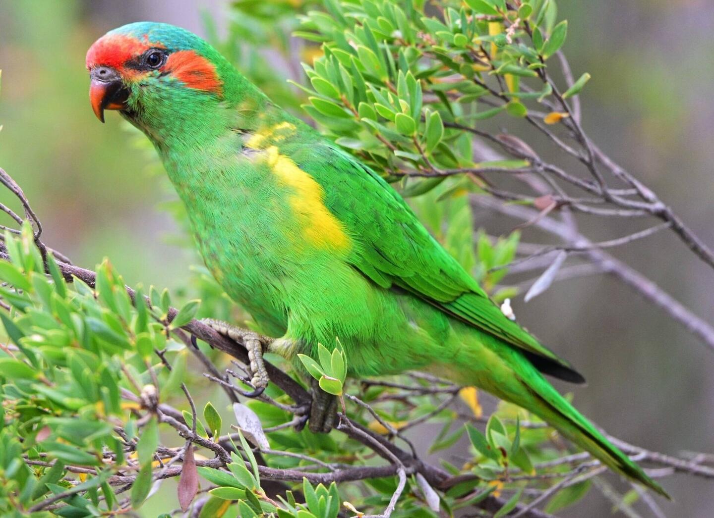 Moschuslori, Sittiche der Gattung der Papageien