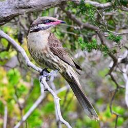 ein Anthochaera oder Rotlappen-Honigfresser
