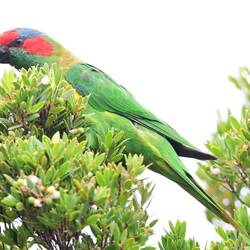 Moschuslori, Sittiche der Gattung der Papageien