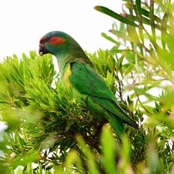Moschuslori, Sittiche der Gattung der Papageien