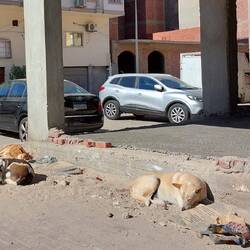 Oft sieht man die Sandhunde gar nicht, so camouflage sind sie