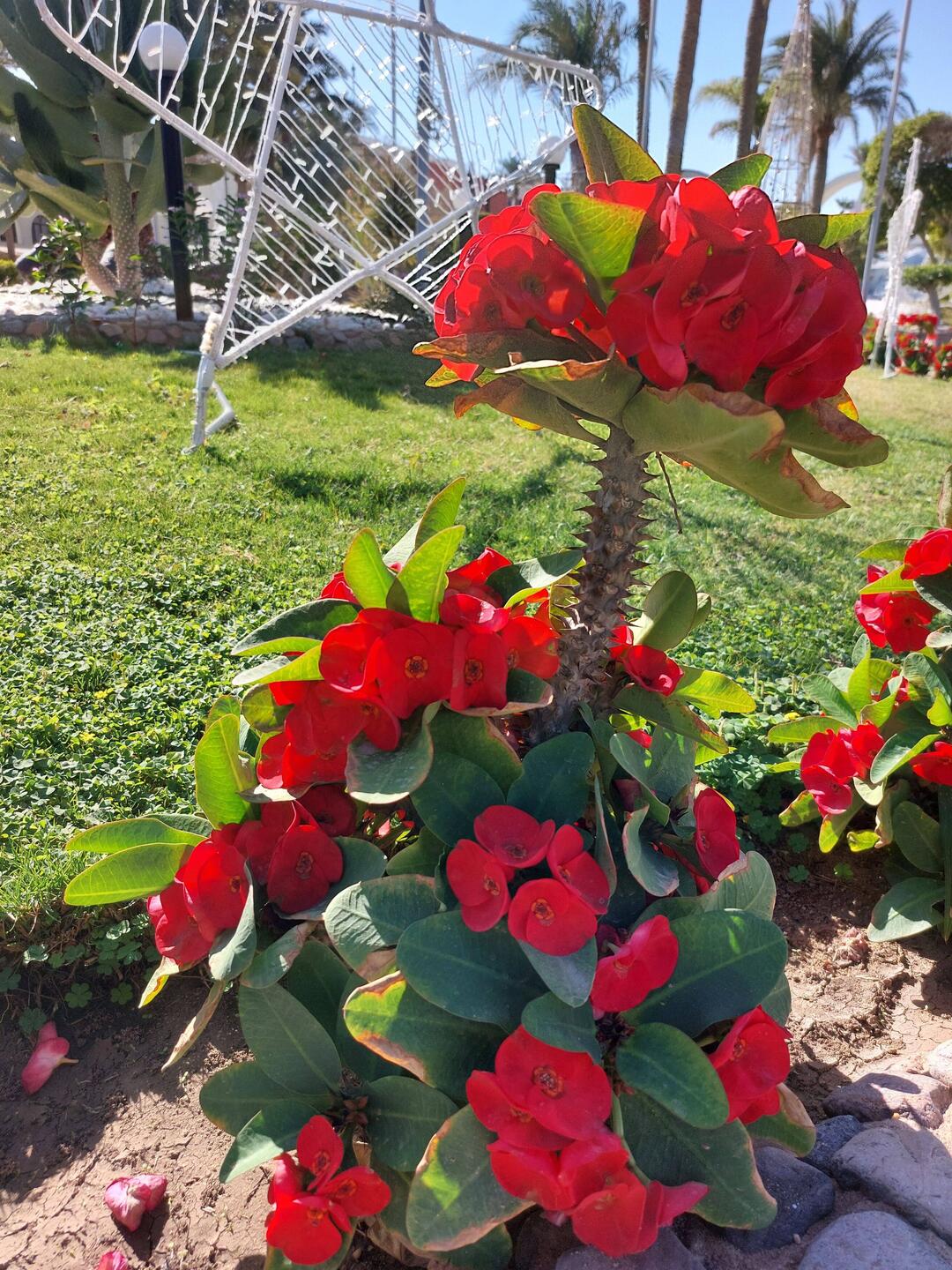 Wunderschöner Christdorn blüht überall beim Hotel