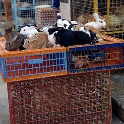 Die Häschen werden lebendig verkauft, ebenso Babyenten, Kücken, die Hühner schaffen das ned