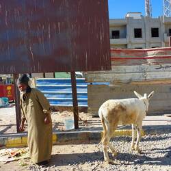 Beide leben von der Mülltonne