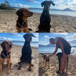 ..auch für die zwei Fellnasen 🐾🥳