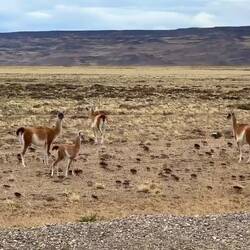 Immer wieder Guanacos am Straßenrand