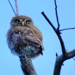 Meine allererste wilde Eule die ich sehe!