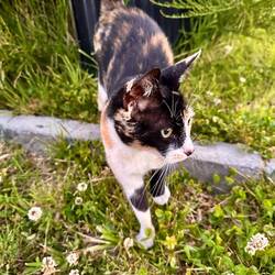 Juhuuu, camping mit Katze