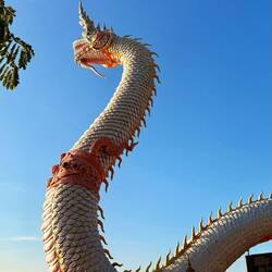 Un dragon laotien cette fois 🤗