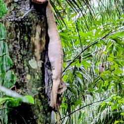 Anaconda with recently eaten prey.