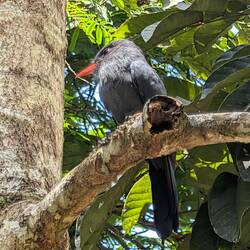 Black Fronted Numbird