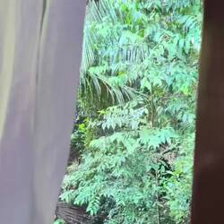 Early each morning the local alpha male Howler monkey announces his presence.