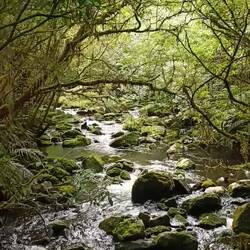McLean Falls ( cascades)