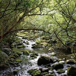 McLean Falls ( cascades)