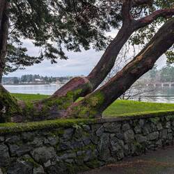 A particularly gnarly Arbutus tree